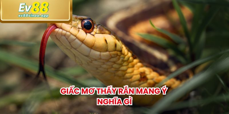 Giấc mơ thấy rắn mang ý nghĩa gì