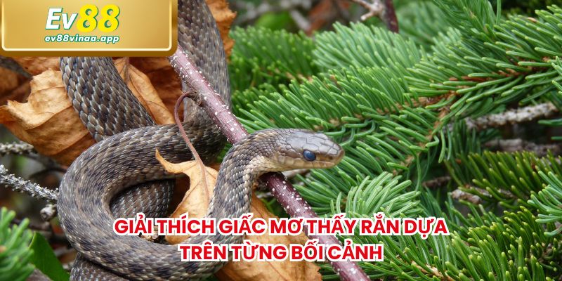Giải thích giấc mơ thấy rắn dựa trên từng bối cảnh